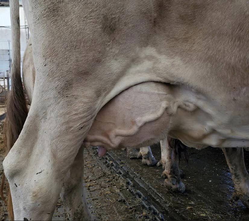 Brown Swiss (braunvieh) Open Heifers And Bred Cows A2/a2 Genetics ( Cattle )